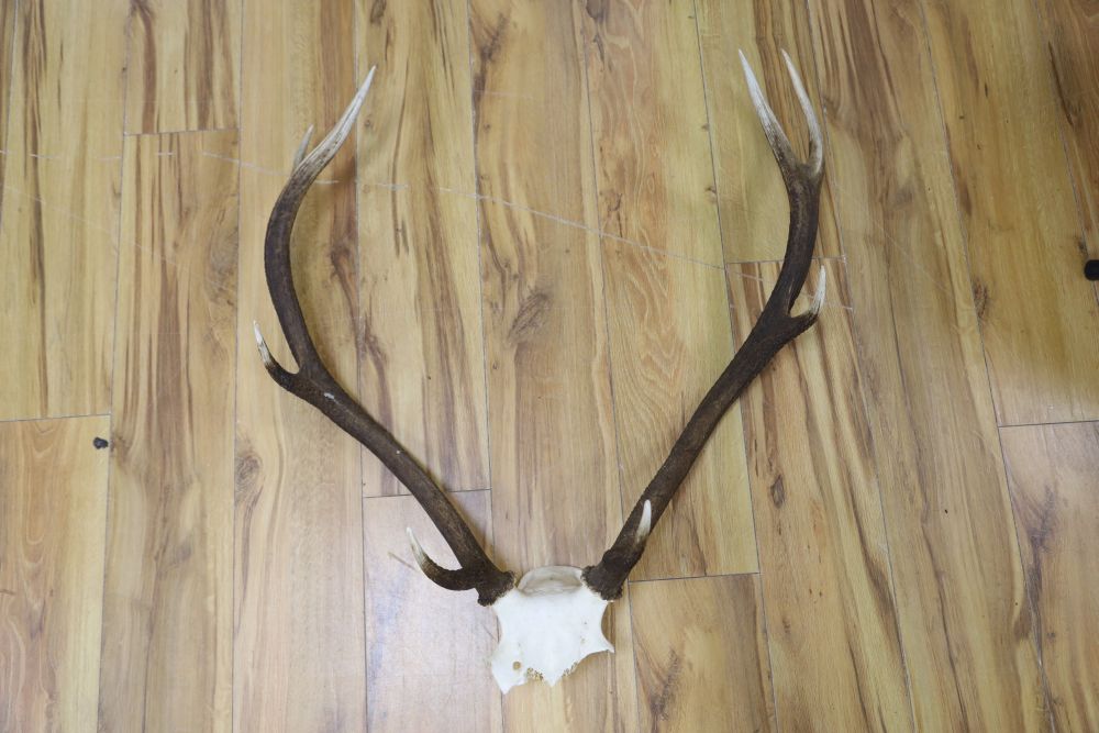 A pair of stag antlers, 72cm high